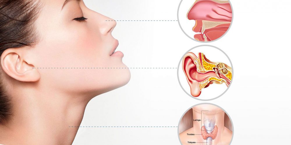 Ear, Nose and Throat (ENT)